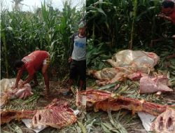 Sapi Milik Fanuel Warga Desa Sumber Agung Raib Dibantai Maling di Kebun Jagung