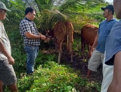 Sempat Dibawa Maling, Sapi Milik Sutrimo Berhasil Ditemukan di Kecamatan Jabung – Lamsel