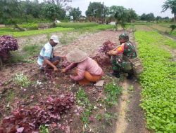 Babinsa Maharatu Hadir dan Dampingi Petani Sayur Dalam Pelaksanaan Panen