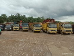 “Harga Sawit Anjlok Petani Mengeluh Pengepul Buah Terjebak Harga Beli ?!”