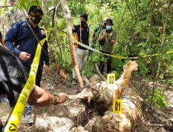 Usut Kematian Tiga Harimau, Polres Aceh Timur Bersama BKSDA Aceh Lakukan Olah TKP dan Nekropsi