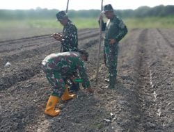 Tingkatkan Swasembada Pangan Babinsa Koramil 04/Limapuluh Bahu-Membahu Tanam Jagung di Lahan Demplot