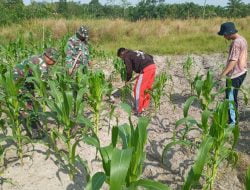 Tingkatkan Swasembada Pangan, Babinsa Koramil 04/Limapuluh Tanam Jagung di Lahan Demplot