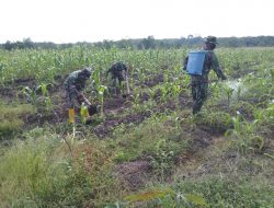 Babinsa Koramil 04/Limapuluh Tanam Jagung di Lahan Demplot