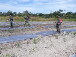 Serma Sahrun Babinsa Pesisir Laksanakan Perawatan Jagung Di Lahan Demplot Kodim 0301/Pekanbaru