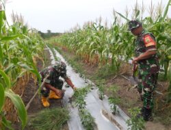 Dampingi Petani Jagung, Babinsa Koramil 04/Limapuluh Bersih-bersih Gulma Tanaman Jagung 