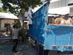 Kabid Humas Polda NTB : Tekan Zero PMK, Polresta Mataram Tingkatkan Upaya Penanganan Hewan Ternak Sapi Dan Kerbau