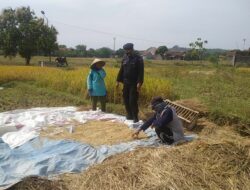 PROGRAM KETAHANAN PANGAN NASIONAL, PERSONIL SAT BRIMOB POLDA JABAR DUKUNG DAN BINA PARA PETANI DI DESA WANASABA KIDUL