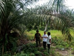 Babinsa Kel. Labuh Baru Barat, Tinjau Lokasi Untuk Tempat Pembuatan TPS