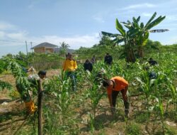 Serda Karjo Bersama Warga  Membersihkan Lahan Tanaman Jagung di Kampung Pancasila Jalan Sumatera