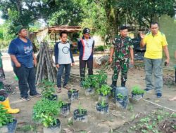 Batuud Ramil 04/Lph dan Babinsa Serta Perangkat Kelurahan Bantu Rawat Tanaman Kelompok Tani Agro Sejahtera