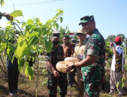 Di Lahan 3 Ha, Danrem 074/Warastratama Panen Raya Kacang Sacha Inchi Bersama Forkopimda Kabupaten Wonogiri