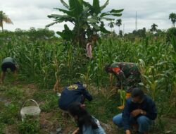 Babinsa Kel. Sialang Sakti Bersama Mahasiswa KKN UMRI Melaksanakan Perawatan Tanaman Jagung Kelompok Tani Agro Sejahtera di Kampung Pancasila