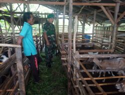 Sambangi Peternak Kambing di Wilayah Binaan, Babinsa Gelar Komsos dan Berikan Motivasi