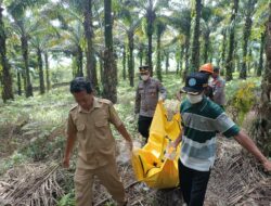 Jasad Seorang Pria Tanpa Identitas Ditemukan di Perkebunan Sawit Cigudeg, Pihak Kepolisian Lakukan Gelar Olah TKP