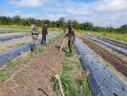 Dukung Program Swasembada Pangan, Babinsa Membantu Petani Bercocok Tanam 