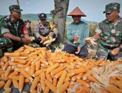 Kegiatan Panen Jagung Dalam Rangka Program Ketahanan Pangan Kodim 0726/Sukoharjo di Lahan Demplot Desa Bulu