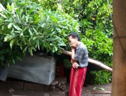 Hujan Lebat, Angin Kencang Tumbangkan Pohon dan Ambruknya Warung