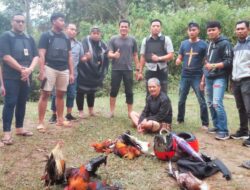 DALAM KEGIATAN OPERASI PEKAT, PERSONIL POLRES MAMASA GEREBEK TEMPAT JUDI SABUNG AYAM