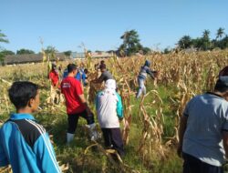 Panen Raya Jagung di Lahan Asimilasi dan Edukasi Lapas Dompu