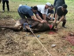 H. Suhaimi Kakantah ATR/BPN Tala bersama Staf Berkurban Sapi 3 Ekor untuk Dibagikan ke Masyarakat