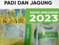 “DIDUGA OKNUM KETUA GAPOKTAN DI KAMPUNG SRIKENCONO BARU BUMINABUNG LAMPUNG TENGAH GELAPKAN PROGRAM BANTUAN UPSUS PAJALE TA. 2023 ?!”