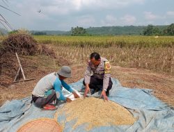 Bhabinkamtibmas Desa Jajawar Pererat Tali Silaturahmi dengan Petani Padi Berikan Motivasi Dan Semangat pada saat Bekerja