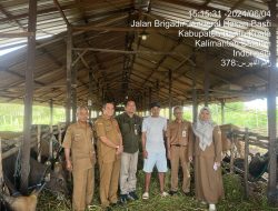 H. SUWARTONO SUSANTO, SP., MS KADISBUNAK PEMKAB BATOLA, SEMUA SAPI DARI BATOLA TELAH DINYATAKAN ASUH (AMAN SEHAT UTUH DAN HALAL)