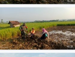 Babinsa Terjun Ke Sawah Beri Motivasi Petani