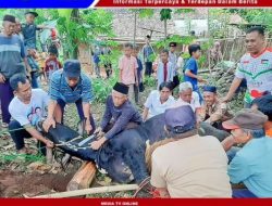 Bagikan 210 Paket Daging Qurban, Panitia Masjid Taqwa Pekon Banjar Agung Udik