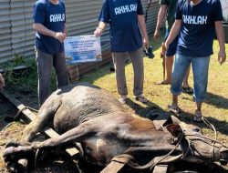 Pelindo Regional 1 Belawan Salurkan Hewan Qurban