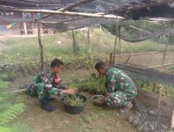 Cegah Bencana Tanah Longsor, Koramil 1403-05/Bastem Lakukan Pembibitan 1000 Pohon Vetiver