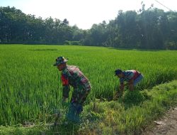 Terjun Langsung ke Sawah, Serma Sugiyo Bantu Petani Cabuti Rumput