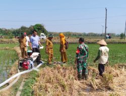 Babinsa Nogosari Dampingi Poktan Melalui Program Pompanisasi