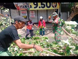 Demi Keselamatan Warga, Babinsa Penumping Terjun Ke Lapangan Bantu Pemangkasan Pohon