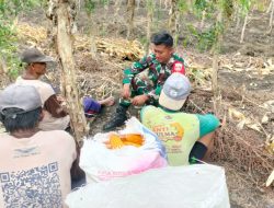 Soal Ketahanan Pangan, Babinsa Juwangi Juga Motivasi Kepada Petani Jagung