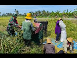 Hasil Panen Padi di Pragaan Laok Capai 1,5 Ton Meski di Musim Kemarau