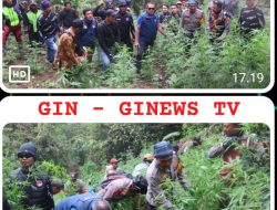 Polda Jatim dan Polres Lumajang Bongkar Ladang Ganja Raksasa di TNBTS, Ribuan Batang Diamankan