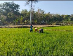 Babinsa Berikan Solusi Praktis Bantu Petani Penyiangan Gulma di Lahan Pertanian