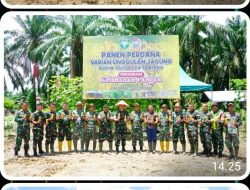 Kodim 0117/Aceh Tamiang Bersama Forkopimda Laksanakan Panen Jagung Perdana “I’M Jagong”