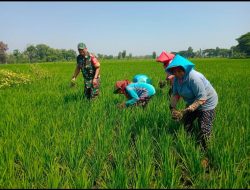 Babinsa Pengkok dan Petani Bersatu, Cabut Gulma untuk Hasil Panen yang Melimpah