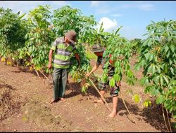 Dorong Semangat Pertanian, Babinsa Bungah Bantu Petani Panen Singkong