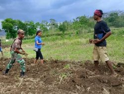 Panas Terik Matahari Tak Lunturkan Semangat Koptu Romanus Kefi dalam Dampingi Petani Bajak Lahan Sawah