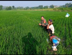 Babinsa Klego Dengarkan Keluhan Petani Lewat Komsos