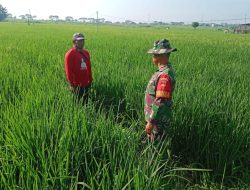 Babinsa Dampingi Petani Pantau Tanaman Padi, Pastikan Hasil Panen Maksimal