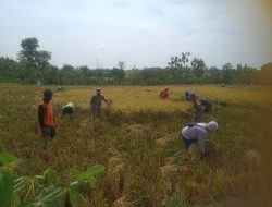 Solikin Membaur, Ikut Panen Padi Bersama Petani