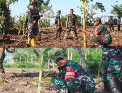 Dukung Ketahanan Pangan Lokal, Anggota Kodim Loteng Tanam Pisang