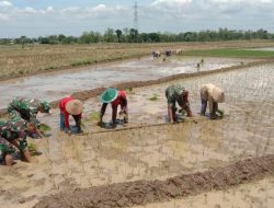 Serda Arfan Bergelut dengan Lumpur, Menanam Harapan di Sawah