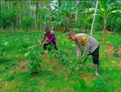 Ketahanan Pangan, Bhabinkamtibmas Trenggalek Berikan Pendampingan Petani dan Peternak