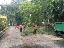 Babinsa Purwosari Bersama DLH Laksanakan Pemangkasan Cabang Pohon Yang Rapuh, Ini Tujuannya